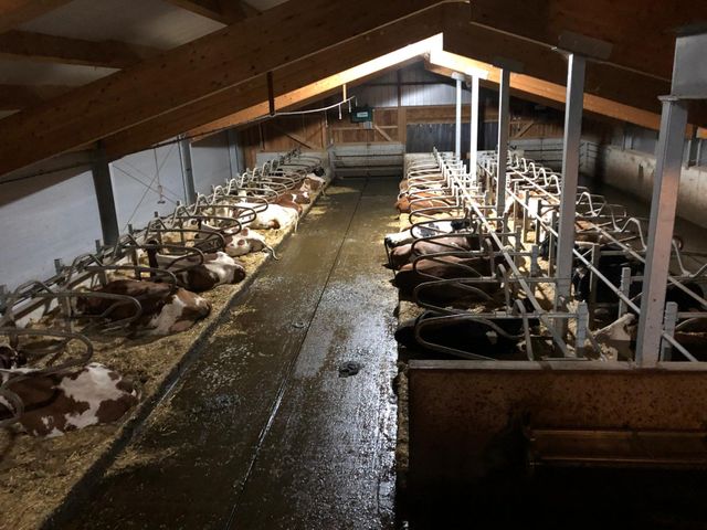 Stefflhof in Saalfelden