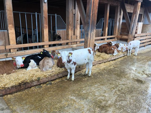 Stefflhof in Saalfelden