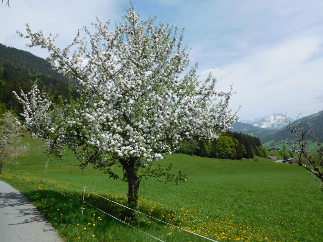 Ferienwohnung Obwallhof