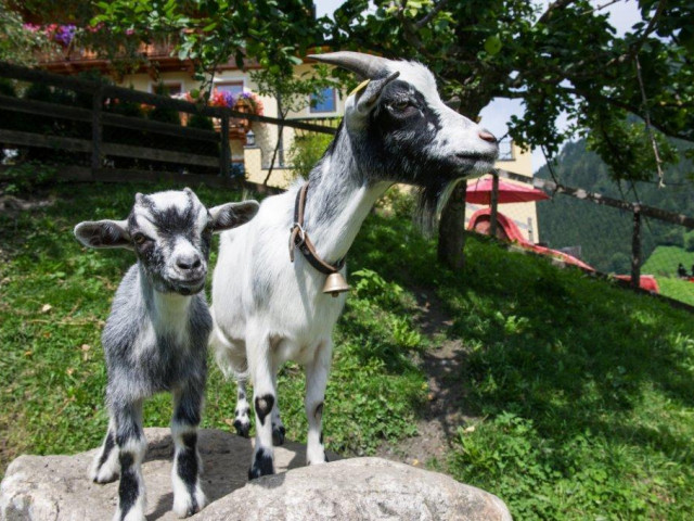 Zimmer mit Frühstück Haarlehen