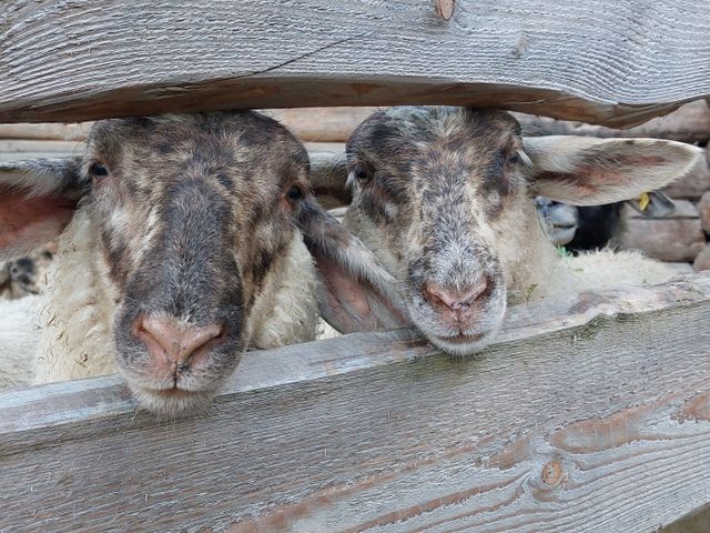 Bauernhof Unterreithof