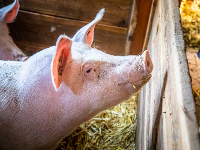 Bergbauernhof Neuhaus in Hüttschlag