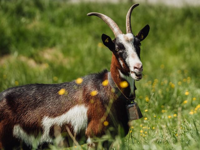 Almhütte Mitterstall